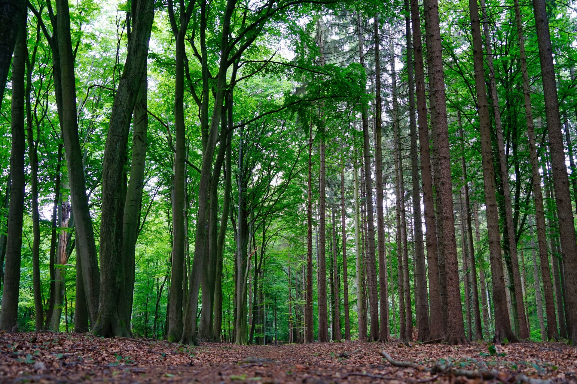 bosque2