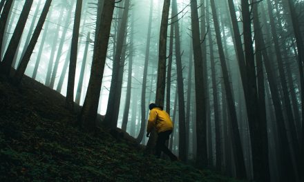 Los bosques más antiguos del mundo